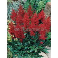 tawułka, tawułka arendsa, tawułka czerwona, tawułka red sentinel, astilbe