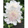 Driakiew gołębia 'Kudo White' | Scabiosa columbaria