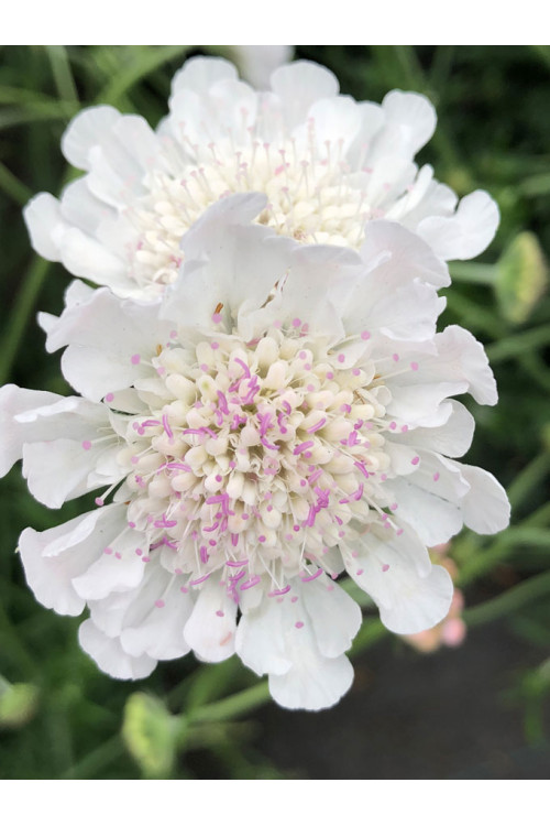 Driakiew gołębia 'Kudo White' | Scabiosa columbaria
