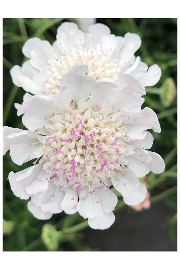 Driakiew gołębia 'Kudo White' | Scabiosa columbaria