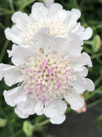 Driakiew gołębia 'Kudo White' | Scabiosa columbaria