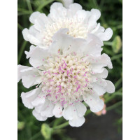 Driakiew gołębia 'Kudo White' | Scabiosa columbaria