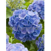Hortensja ogrodowa 'Yola' Hydrangea macrophylla