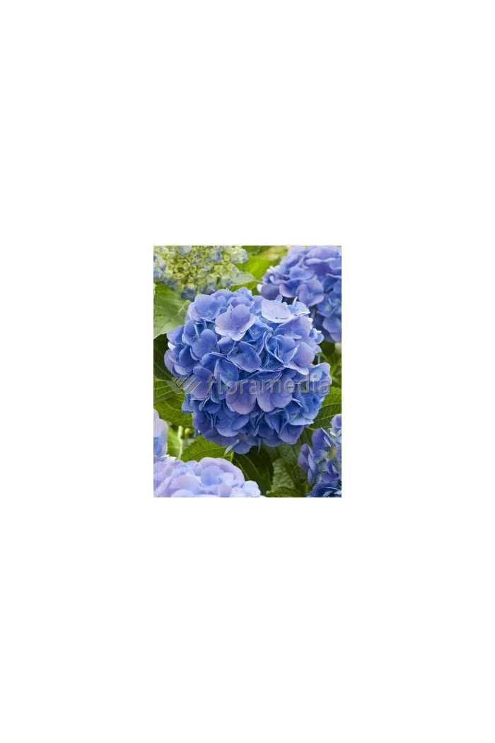 Hortensja ogrodowa 'Yola' Hydrangea macrophylla