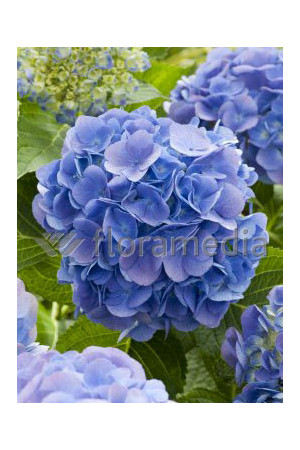 Hortensja ogrodowa 'Yola' Hydrangea macrophylla