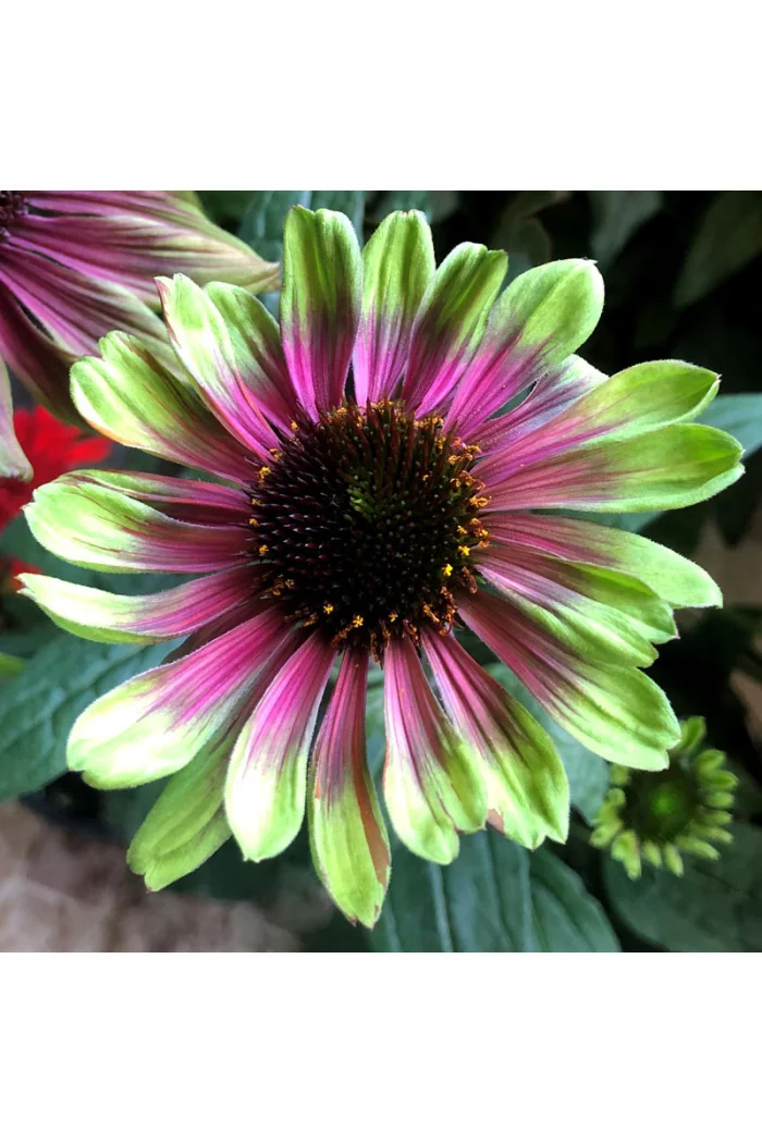 Jeżówka 'Sweet Sandia' | Echinacea