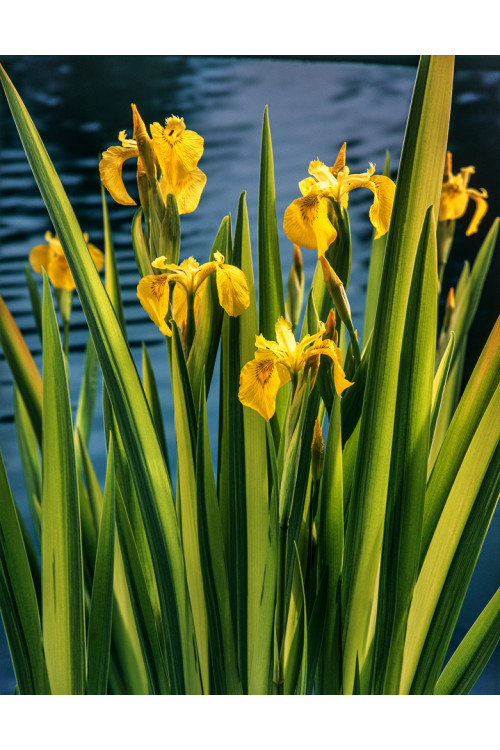 Kosaciec (Irys) żółty 'Variegata' | Iris pseudacorus