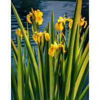 Kosaciec (Irys) żółty 'Variegata' | Iris pseudacorus