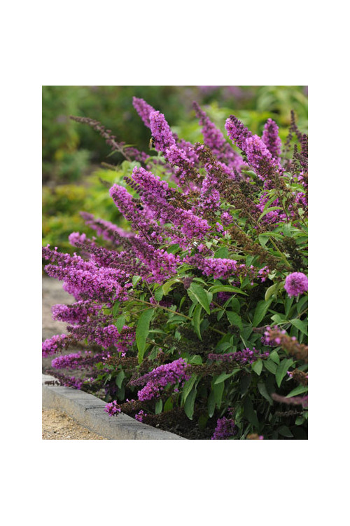 budleja, budleja Petite Blue Heaven, Buddleja, motyli krzew