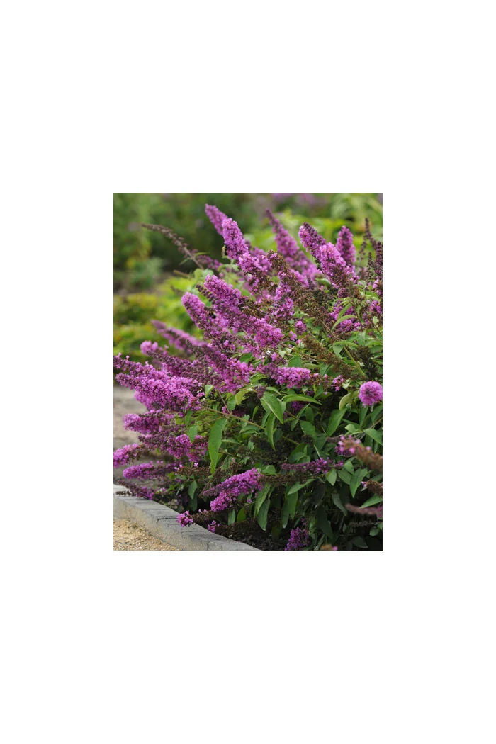 budleja, budleja Petite Blue Heaven, Buddleja, motyli krzew