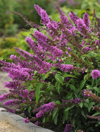 budleja, budleja Petite Blue Heaven, Buddleja, motyli krzew