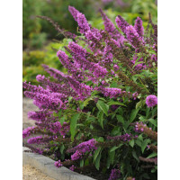 budleja, budleja Petite Blue Heaven, Buddleja, motyli krzew