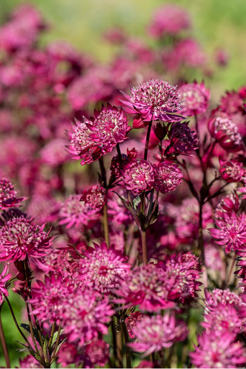 Jarzmianka 'Astra Red' | Astrantia hybrida