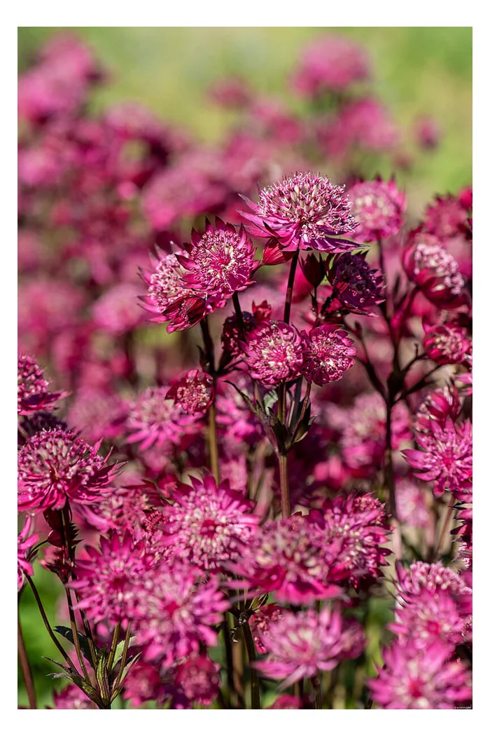 Jarzmianka 'Astra Red' | Astrantia hybrida
