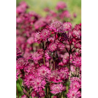 Jarzmianka 'Astra Red' | Astrantia hybrida