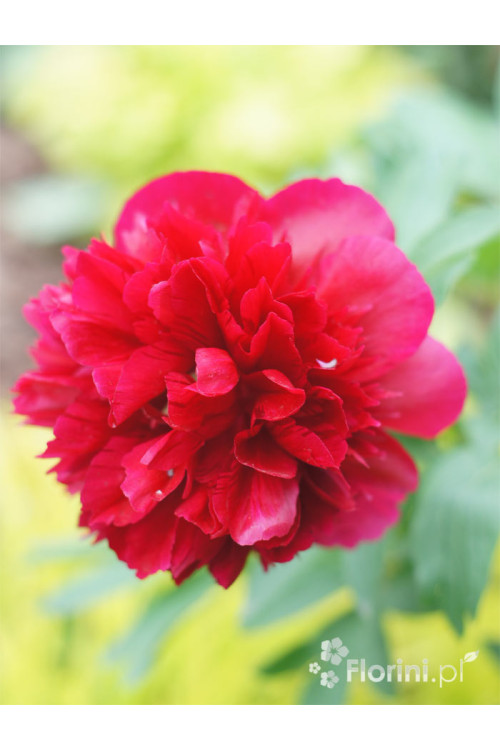 Piwonia majowa 'Rubra Plena' | Paeonia officinalis