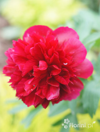 Piwonia majowa 'Rubra Plena' | Paeonia officinalis