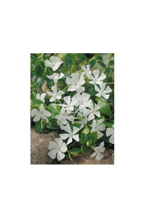 Barwinek mniejszy 'Gertrude Jekyll' Vinca minor