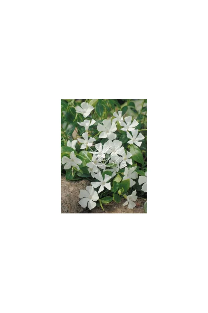 Barwinek mniejszy 'Gertrude Jekyll' Vinca minor