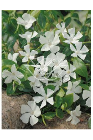 Barwinek mniejszy 'Gertrude Jekyll' Vinca minor