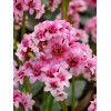 Bergenia 'Dragonfly Sakura' | Bergenia cordifolia