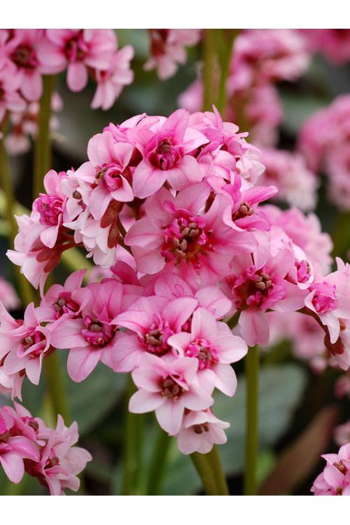 Bergenia 'Dragonfly Sakura' | Bergenia cordifolia