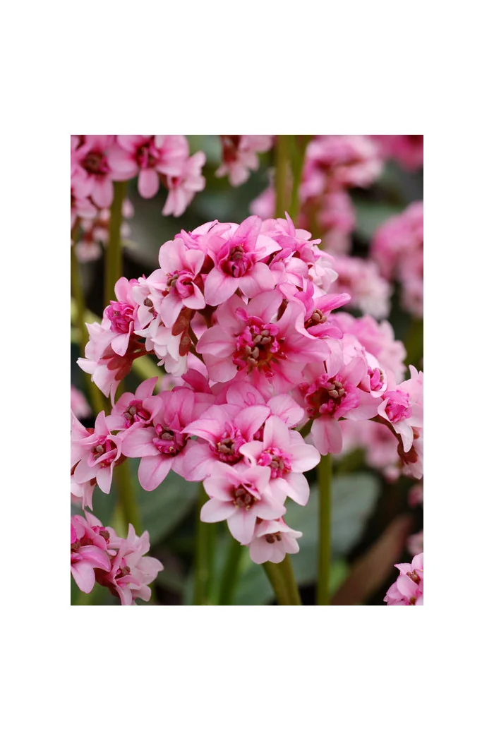 Bergenia 'Dragonfly Sakura' | Bergenia cordifolia