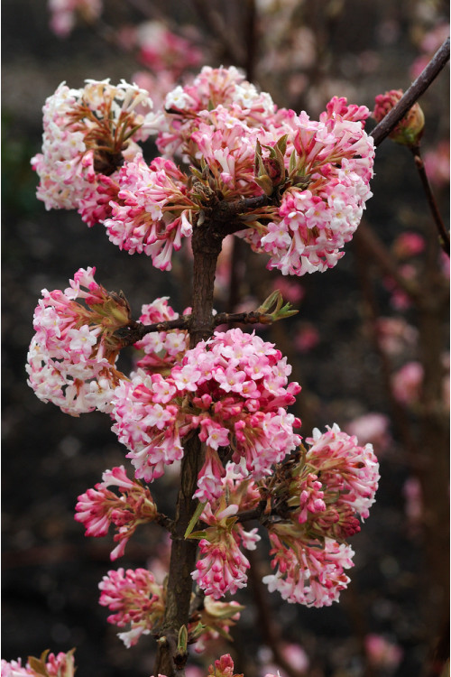 Kalina bodnantska 'Charles Lamont' | Viburnum bodnantense