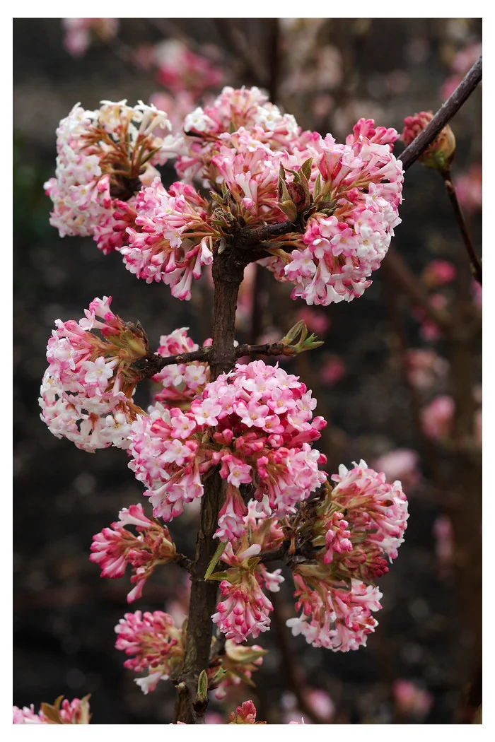 Kalina bodnantska 'Charles Lamont' | Viburnum bodnantense