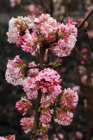 Kalina bodnantska 'Charles Lamont' | Viburnum bodnantense