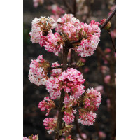 Kalina bodnantska 'Charles Lamont' | Viburnum bodnantense