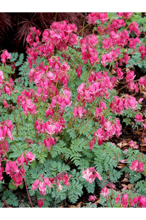 Serduszka 'King of Hearts' | Dicentra