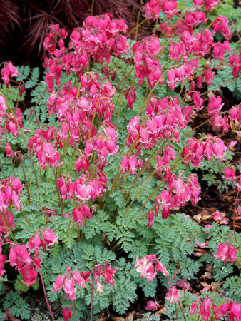 Serduszka 'King of Hearts' | Dicentra