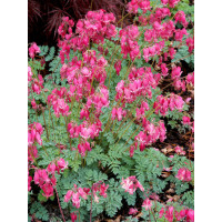 Serduszka 'King of Hearts' | Dicentra