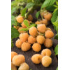 Malina 'All Gold' div class'lat' Rubus idaeus /div