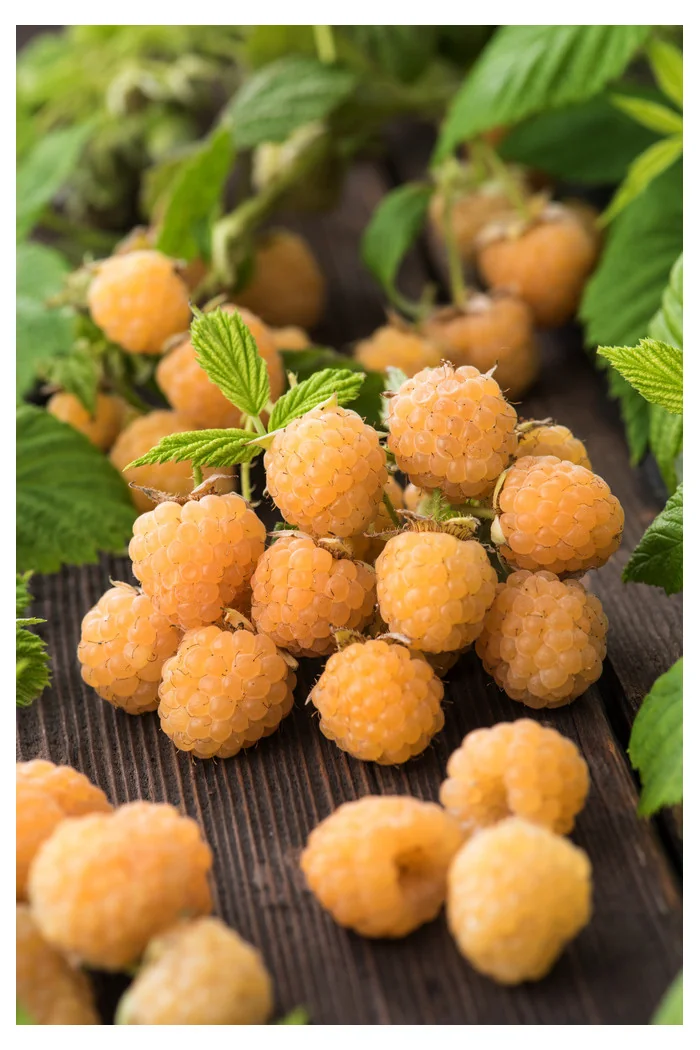 Malina 'All Gold' div class'lat' Rubus idaeus /div