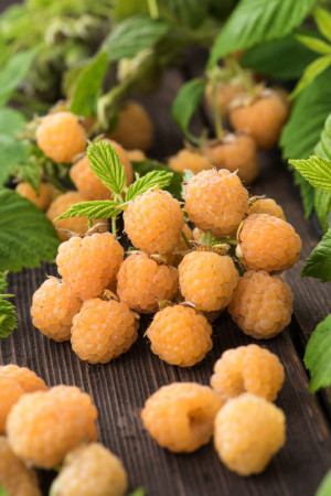 Malina 'All Gold' div class'lat' Rubus idaeus /div