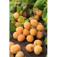 Malina 'All Gold' div class'lat' Rubus idaeus /div