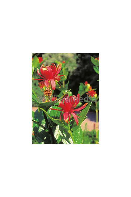 Kielichowiec wonny | Calycanthus floridus