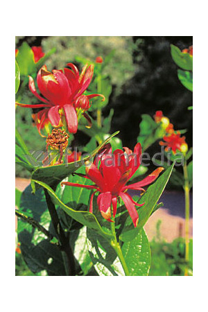 Kielichowiec wonny | Calycanthus floridus