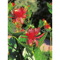 Kielichowiec wonny | Calycanthus floridus