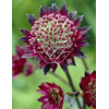 Jarzmianka 'Moulin Rouge' | Astrantia