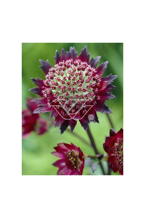 Jarzmianka 'Moulin Rouge' | Astrantia