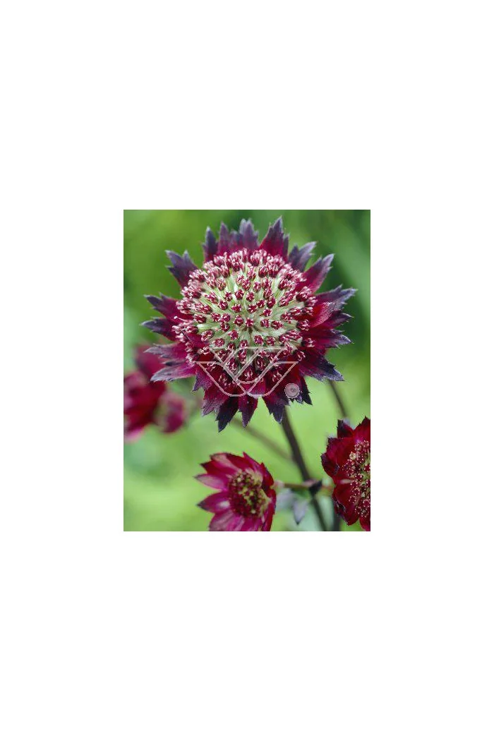 Jarzmianka 'Moulin Rouge' | Astrantia