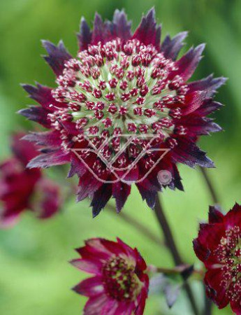 Jarzmianka 'Moulin Rouge' | Astrantia