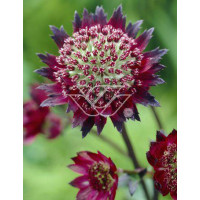 Jarzmianka 'Moulin Rouge' | Astrantia
