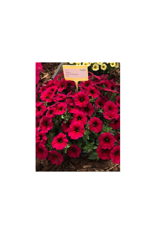 Beautical 'Bordeaux' (Petunia nowej generacji)