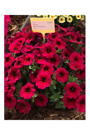 Beautical 'Bordeaux' (Petunia nowej generacji)