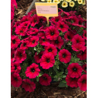 Beautical 'Bordeaux' (Petunia nowej generacji)