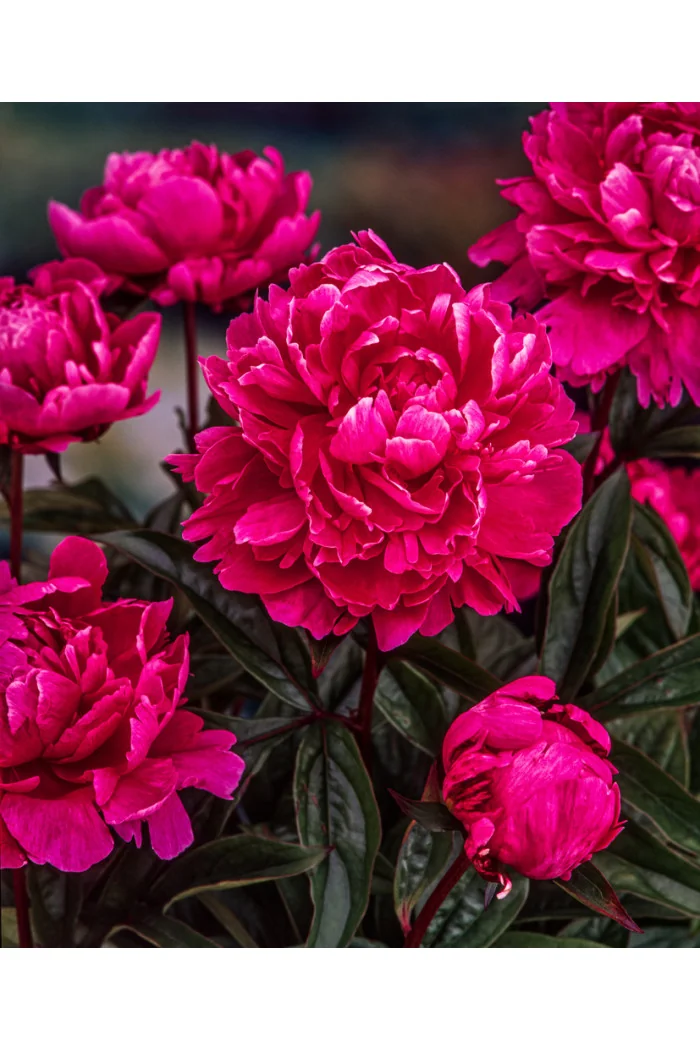 Piwonia chińska 'Jadwiga' | Paeonia lactiflora